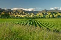 NZ Marlborough 9671